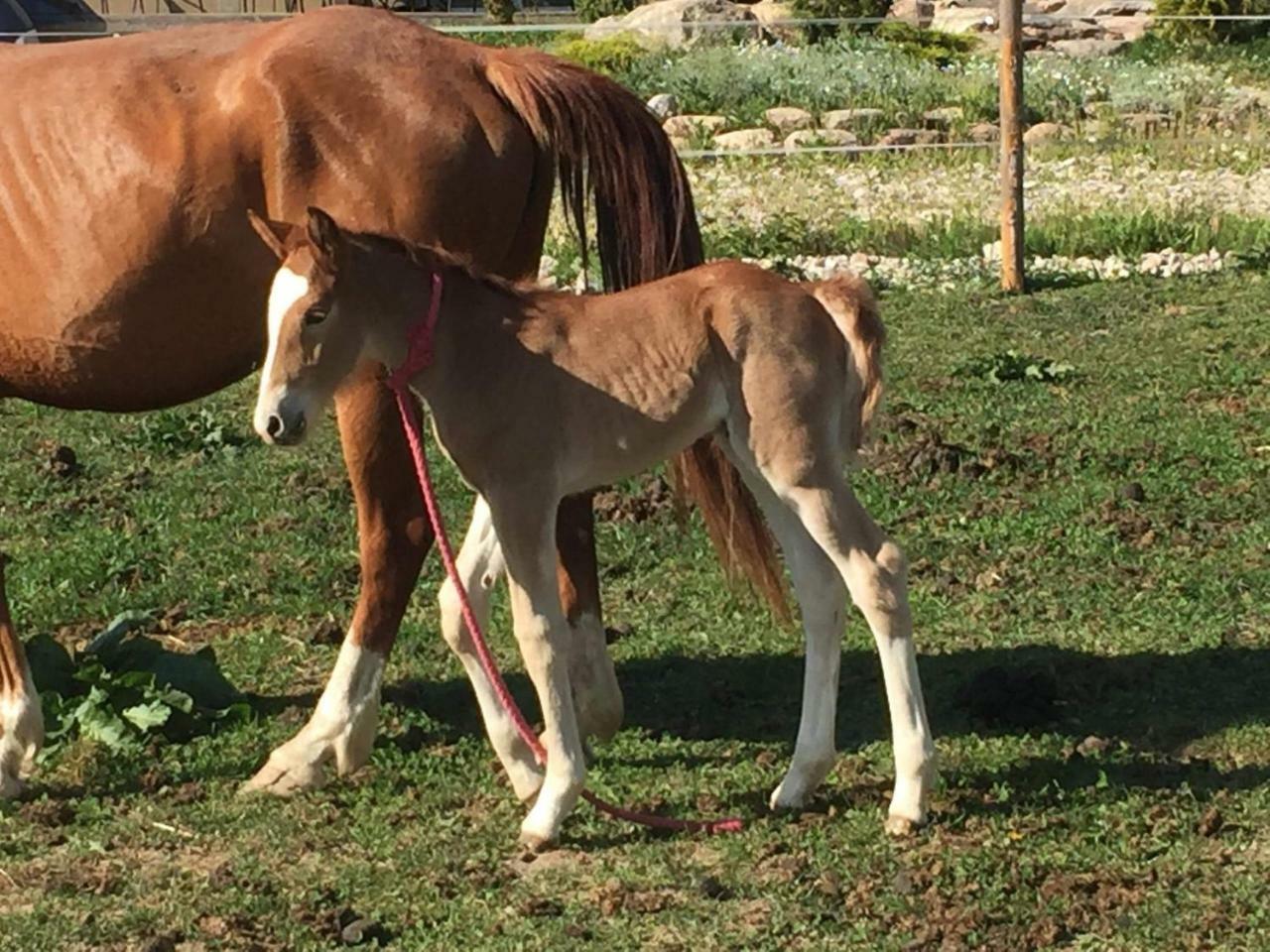 Villa Cheval Aukštadvaris Kültér fotó