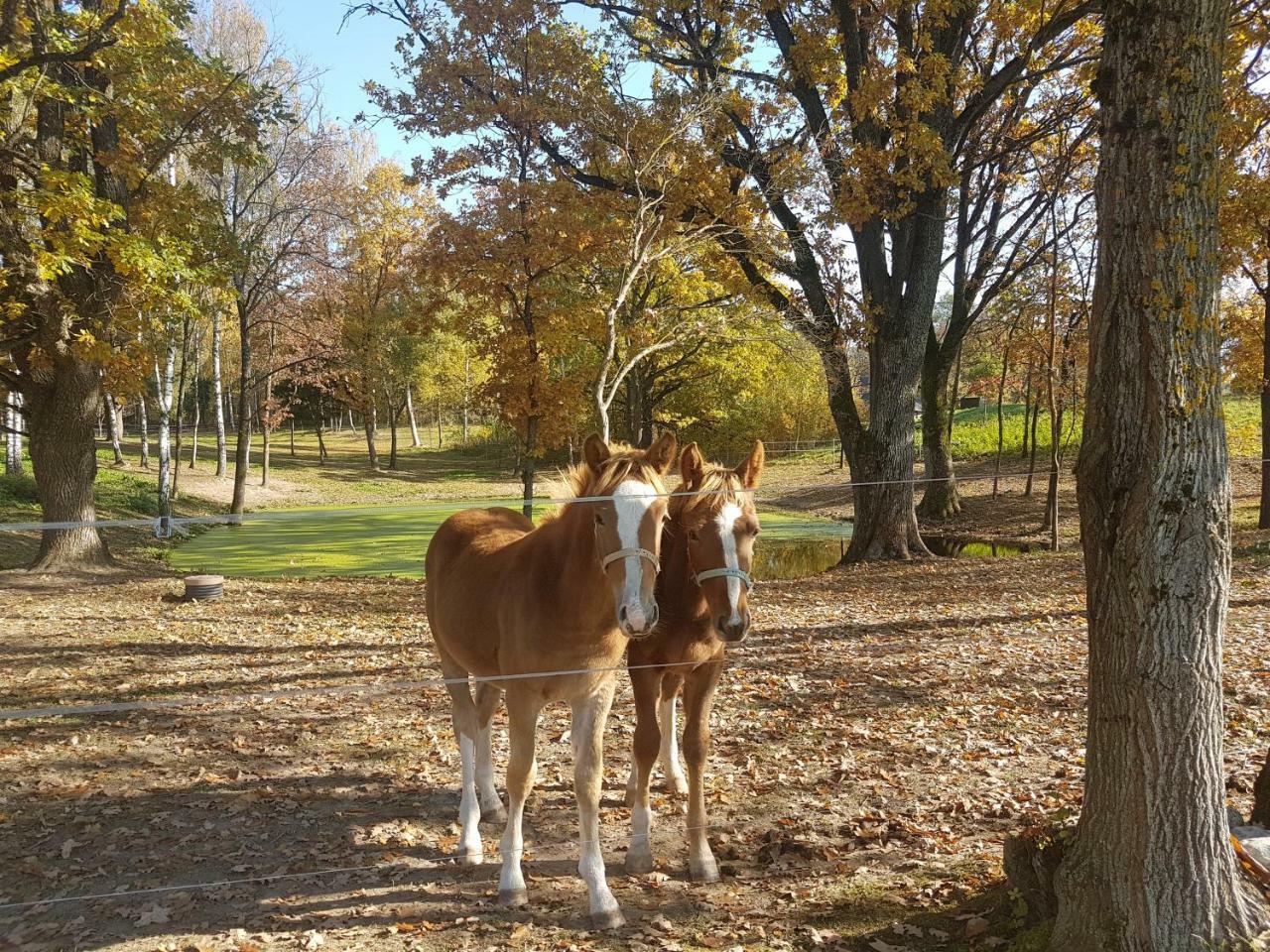 Villa Cheval Aukštadvaris Kültér fotó