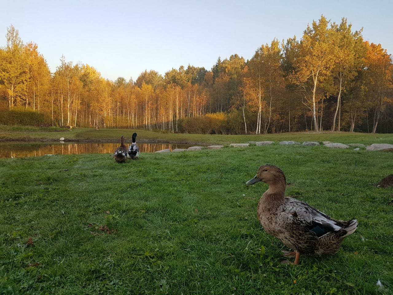 Villa Cheval Aukštadvaris Kültér fotó